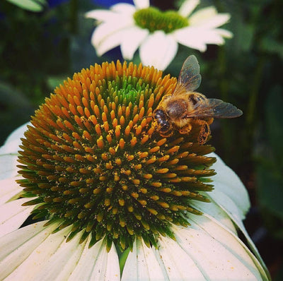 Garden Sprinkles | Honeybee | Pollinators - Periwinkle Rose