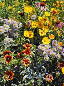 Garden Sprinkles | Honeybee | Pollinators - Periwinkle Rose
