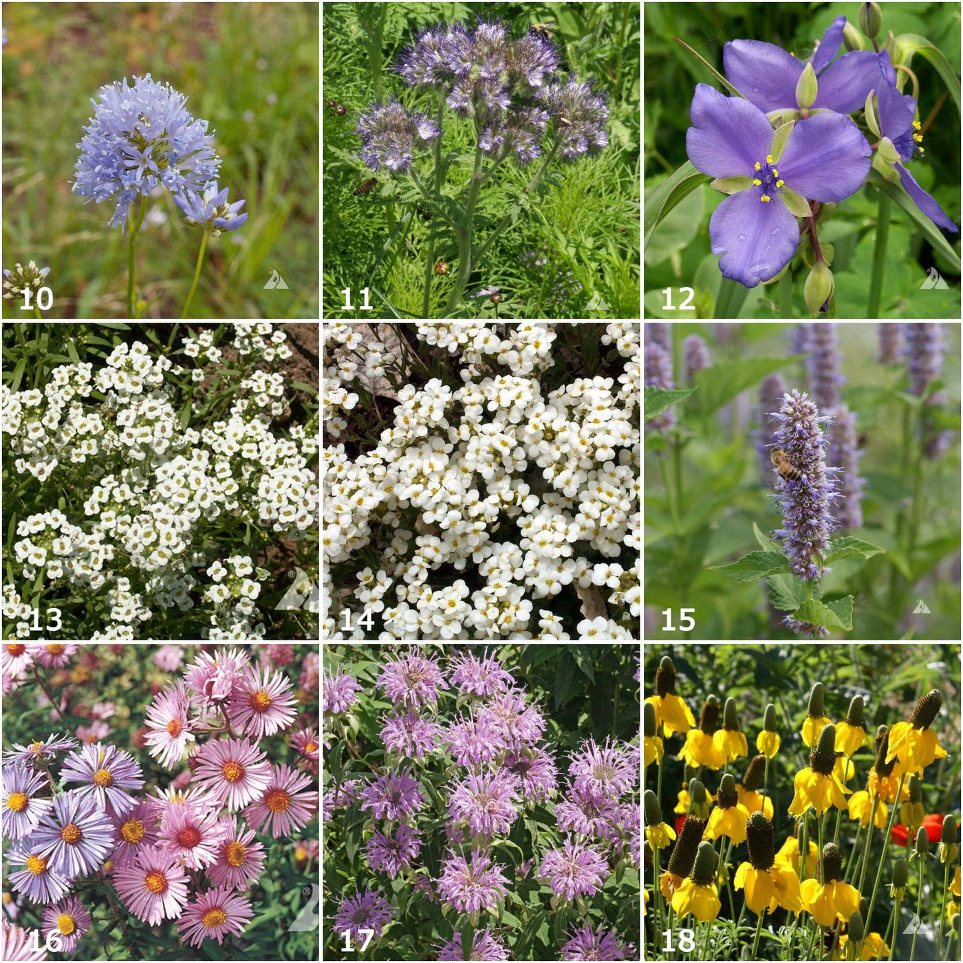 Garden Sprinkles | Honeybee | Pollinators - Periwinkle Rose