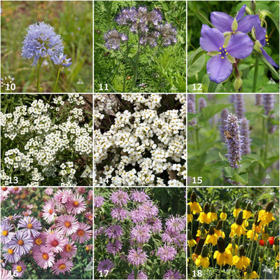 Garden Sprinkles | Honeybee | Pollinators - Periwinkle Rose