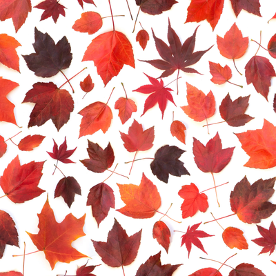 Bottle Branch Red Maple Leaves Wrapping Paper Sheets
